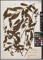 Foto von Salix cinerea L. x Salix viminalis L.